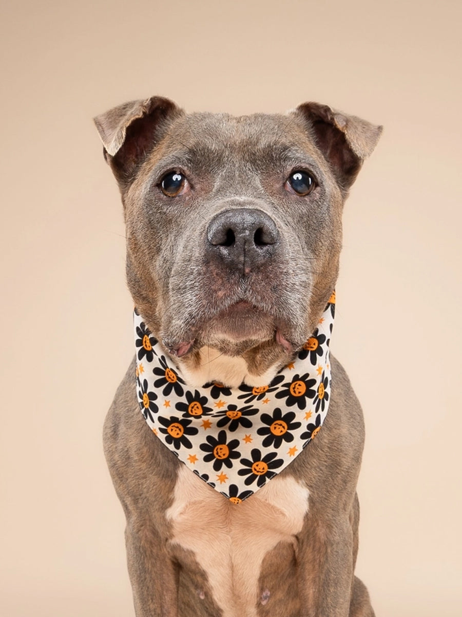 The-Paws-bandana-pour-chien-Pumpkin-Petals-Halloween