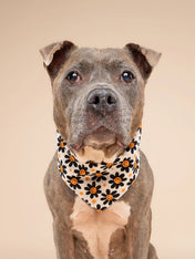 The-Paws-bandana-pour-chien-Pumpkin-Petals-Halloween