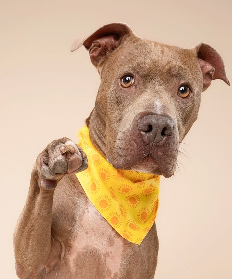 The-Paws-bandana-pour-chien-Sol