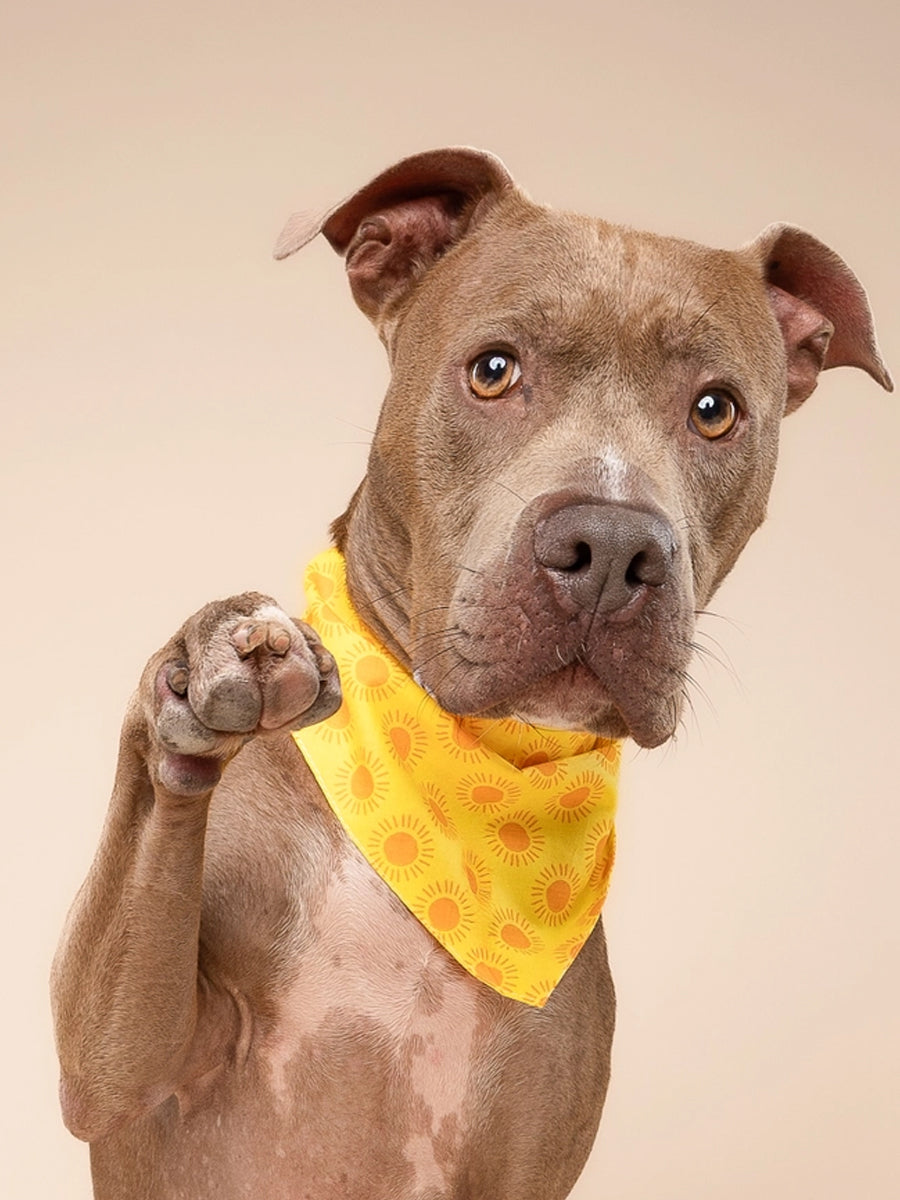 The-Paws-bandana-pour-chien-Sol