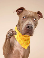 The-Paws-bandana-pour-chien-Sol