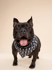 The-Paws-bandana-pour-chien-Wicked