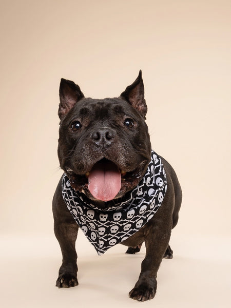 The-Paws-bandana-pour-chien-Wicked