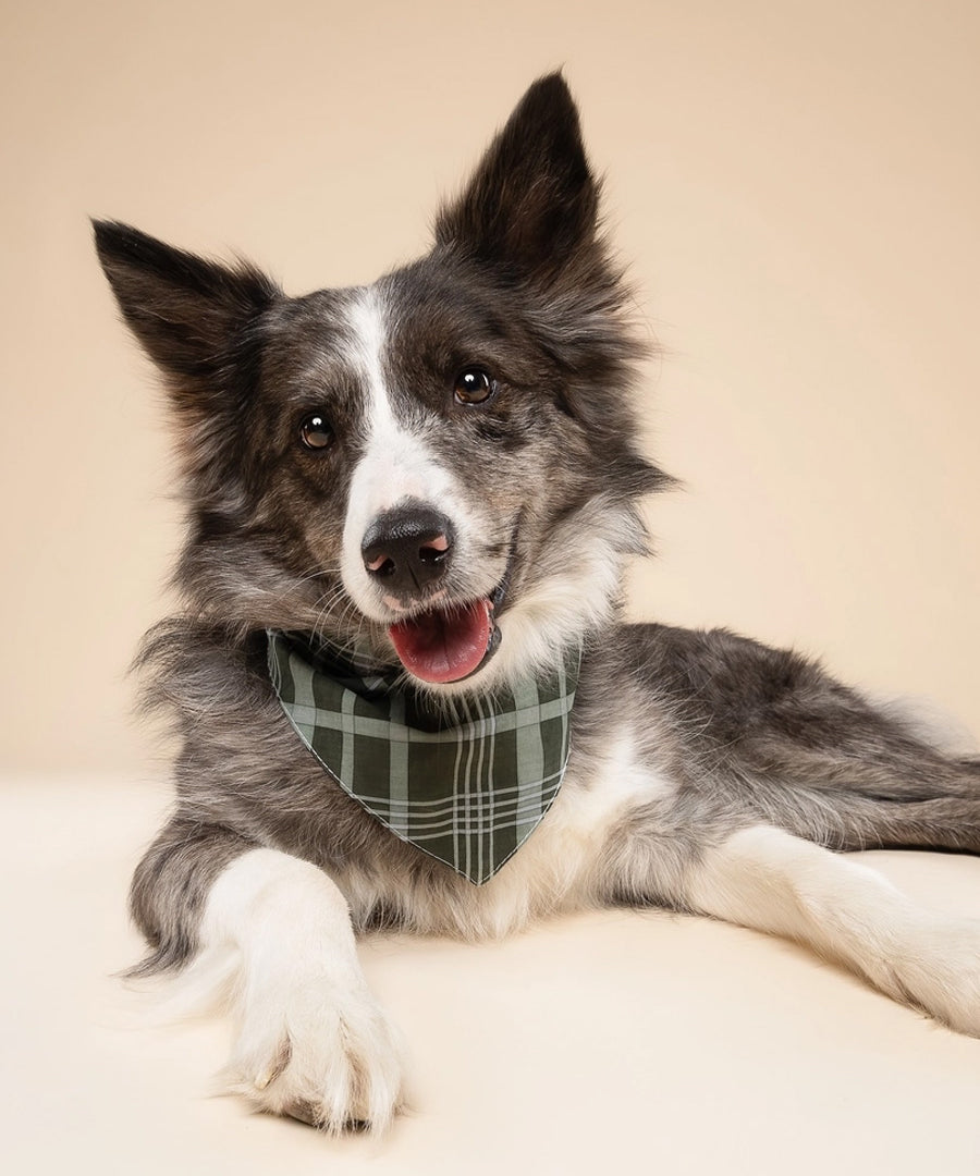 The-Paws-bandana-pour-chien-winter-pine