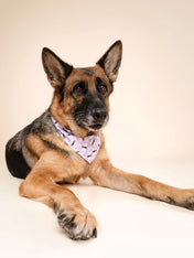 The-Paws-bandana-pour-chien-abeille-violet