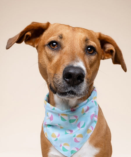 The-Paws-bandana-pour-chien-ballon-plage