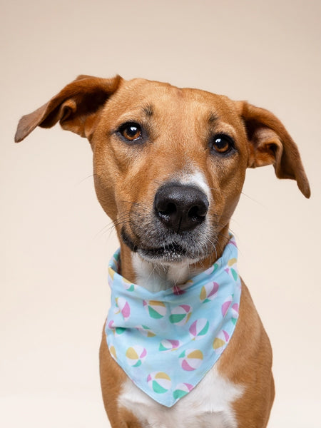 The-Paws-bandana-pour-chien-ballon-plage