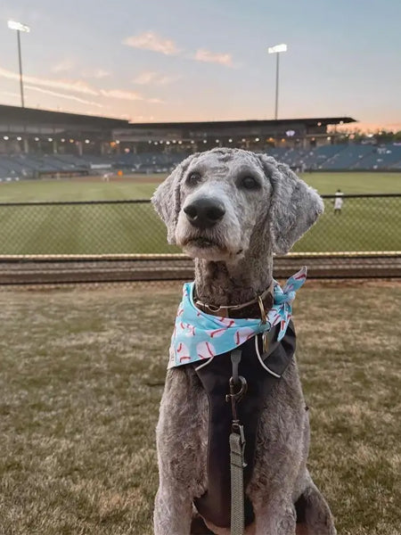 The-Paws-bandana-pour-chien-baseball-Home-Run