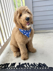    The-Paws-bandana-pour-chien-bateau-sailing