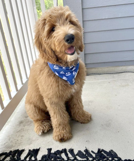    The-Paws-bandana-pour-chien-bateau-sailing