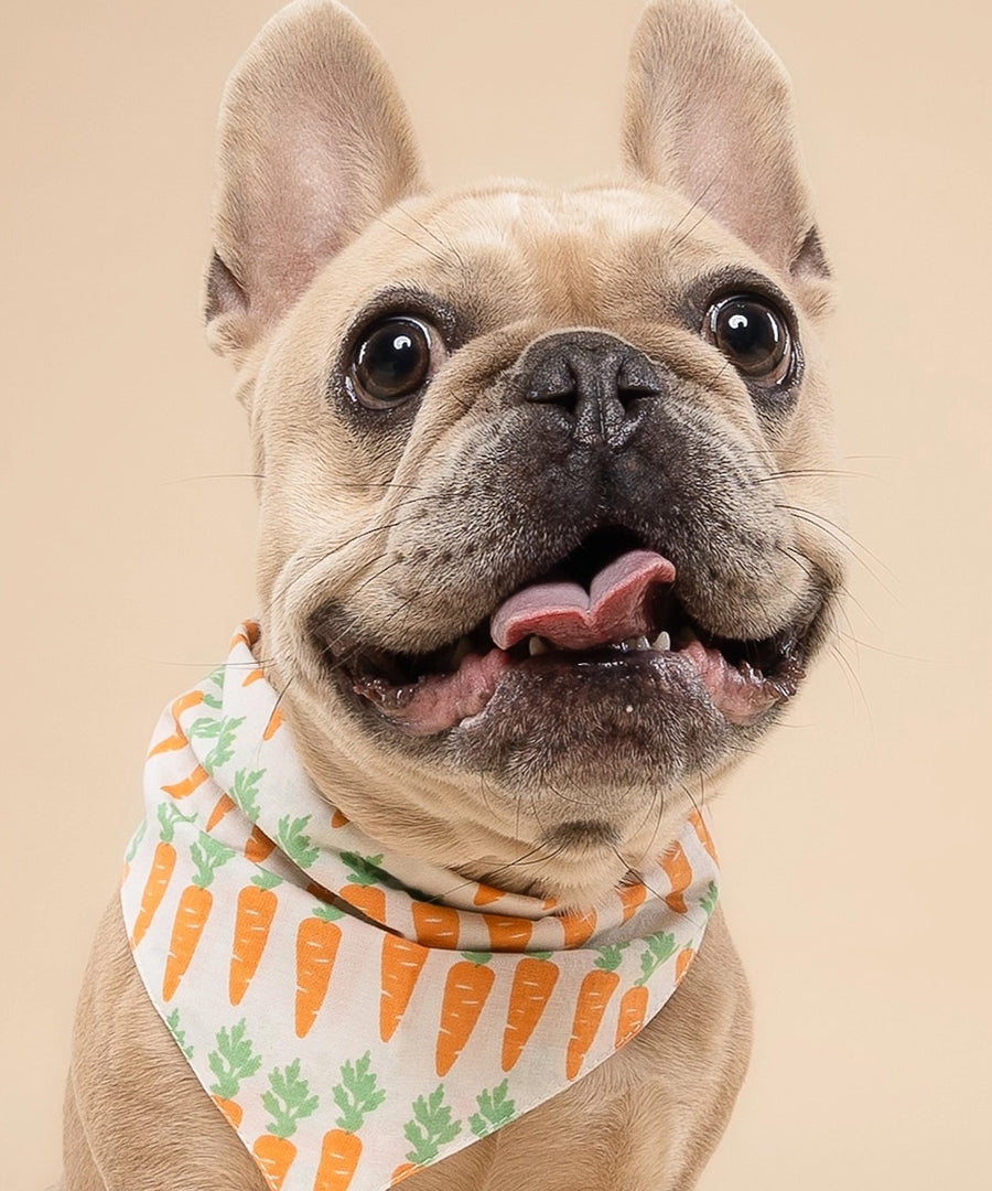 The-Paws-bandana-pour-chien-carotte-crunch