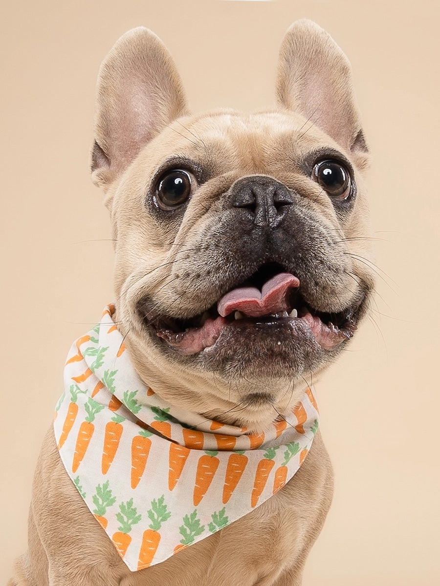 The-Paws-bandana-pour-chien-carotte-crunch