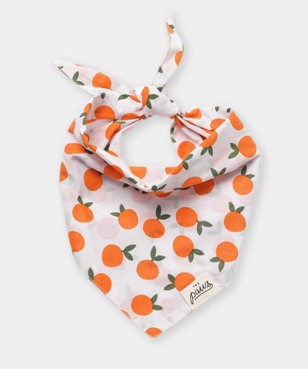 The-Paws-bandana-pour-chien-clementine