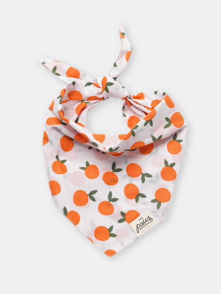 The-Paws-bandana-pour-chien-clementine