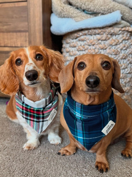 The-Paws-bandana-pour-chien-cozy