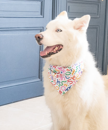        The-Paws-bandana-pour-chien-fun