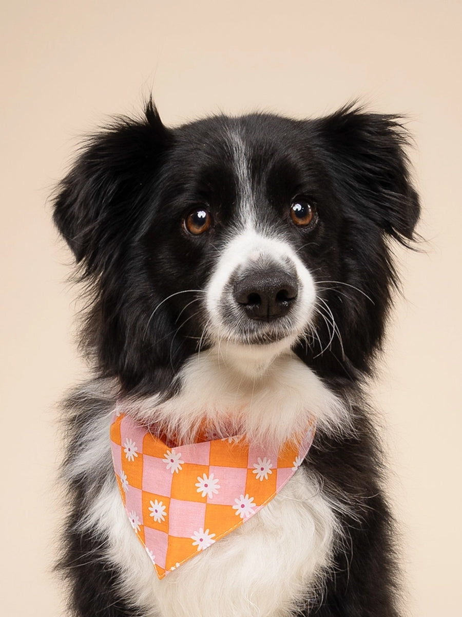The-Paws-bandana-pour-chien-hula