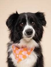 The-Paws-bandana-pour-chien-hula