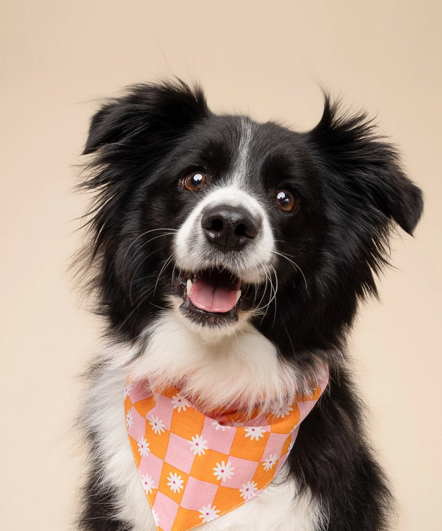 The-Paws-bandana-pour-chien-hula-2.jpg