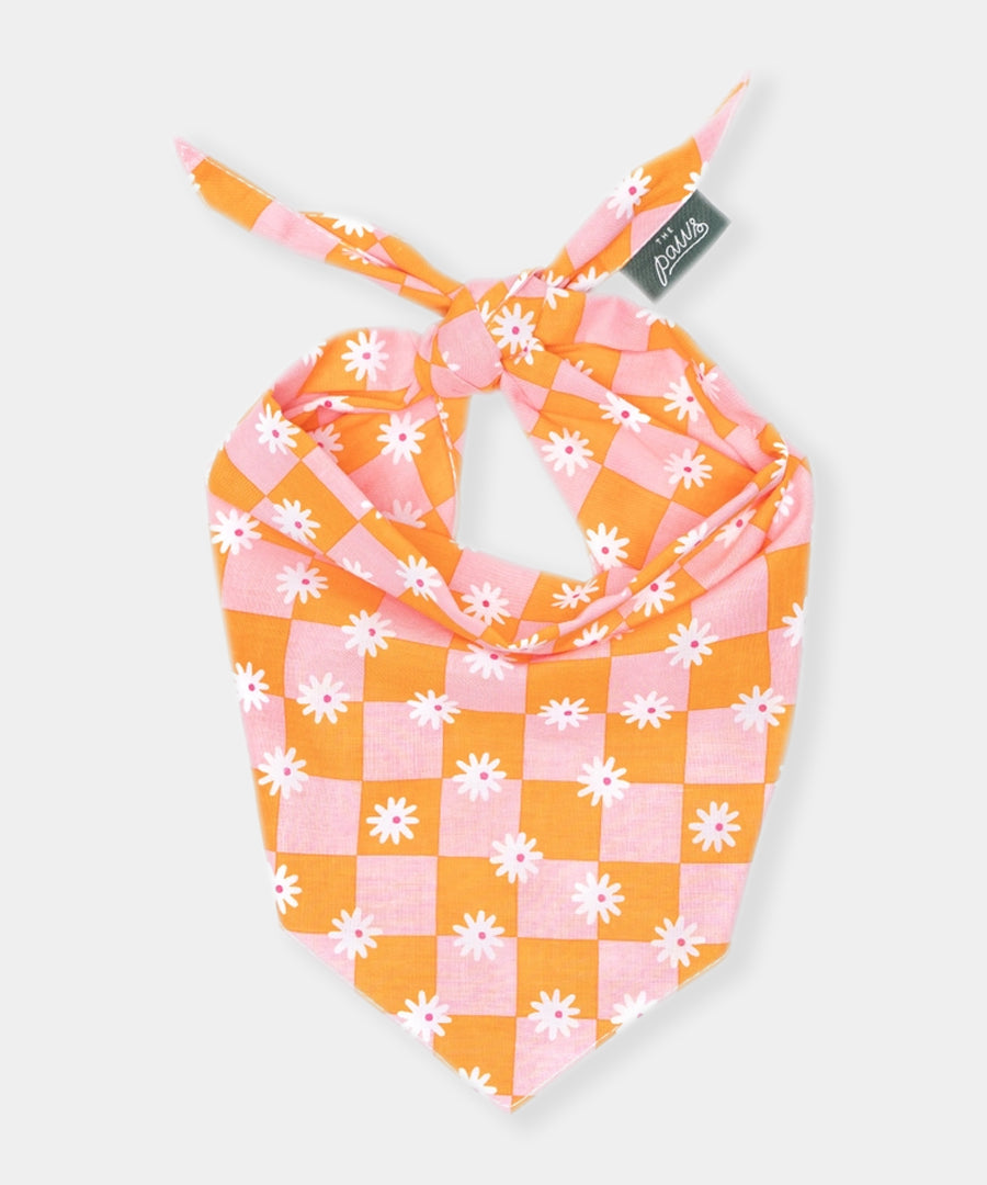 The-Paws-bandana-pour-chien-hula