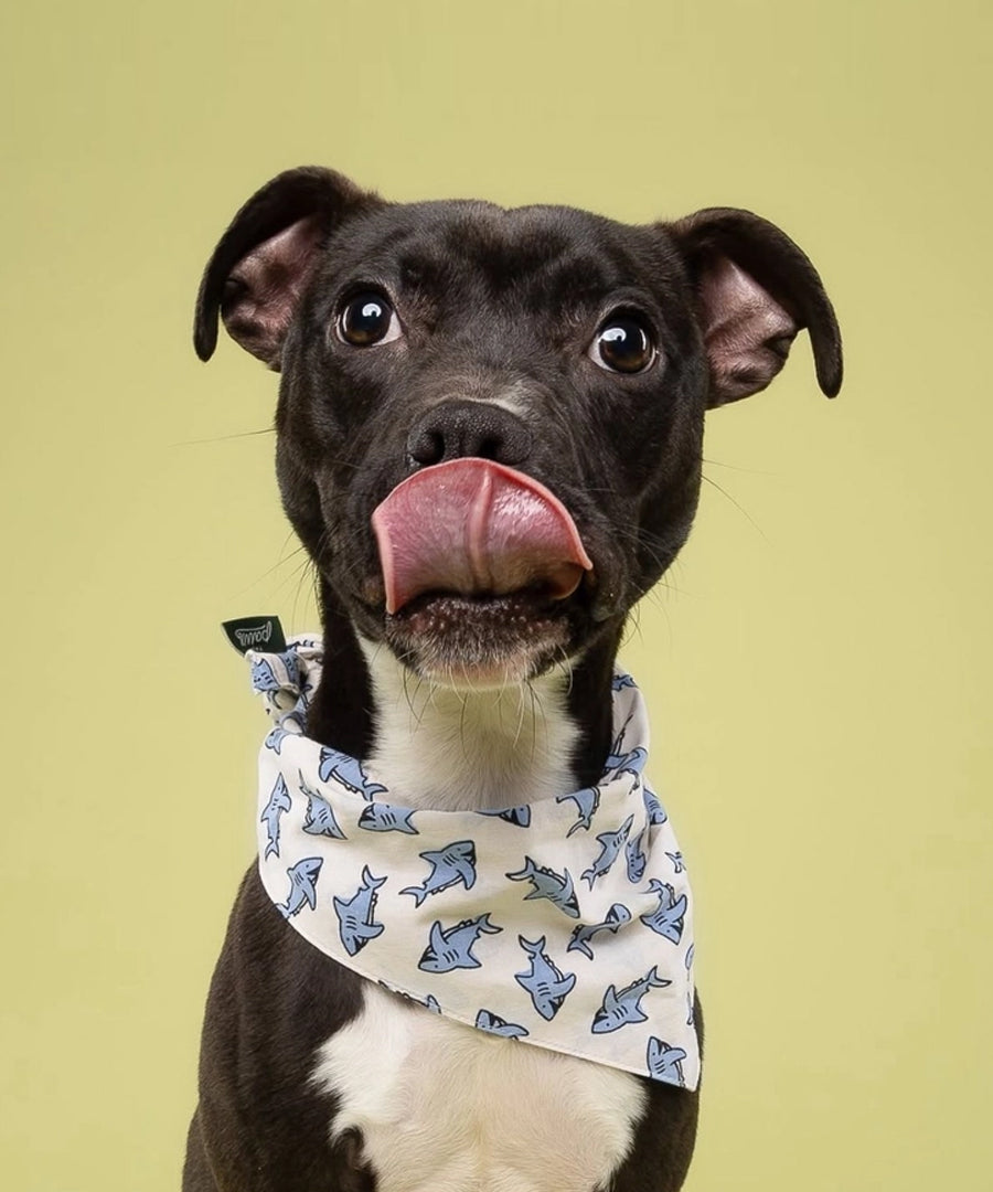 The-Paws-bandana-pour-chien-jawz