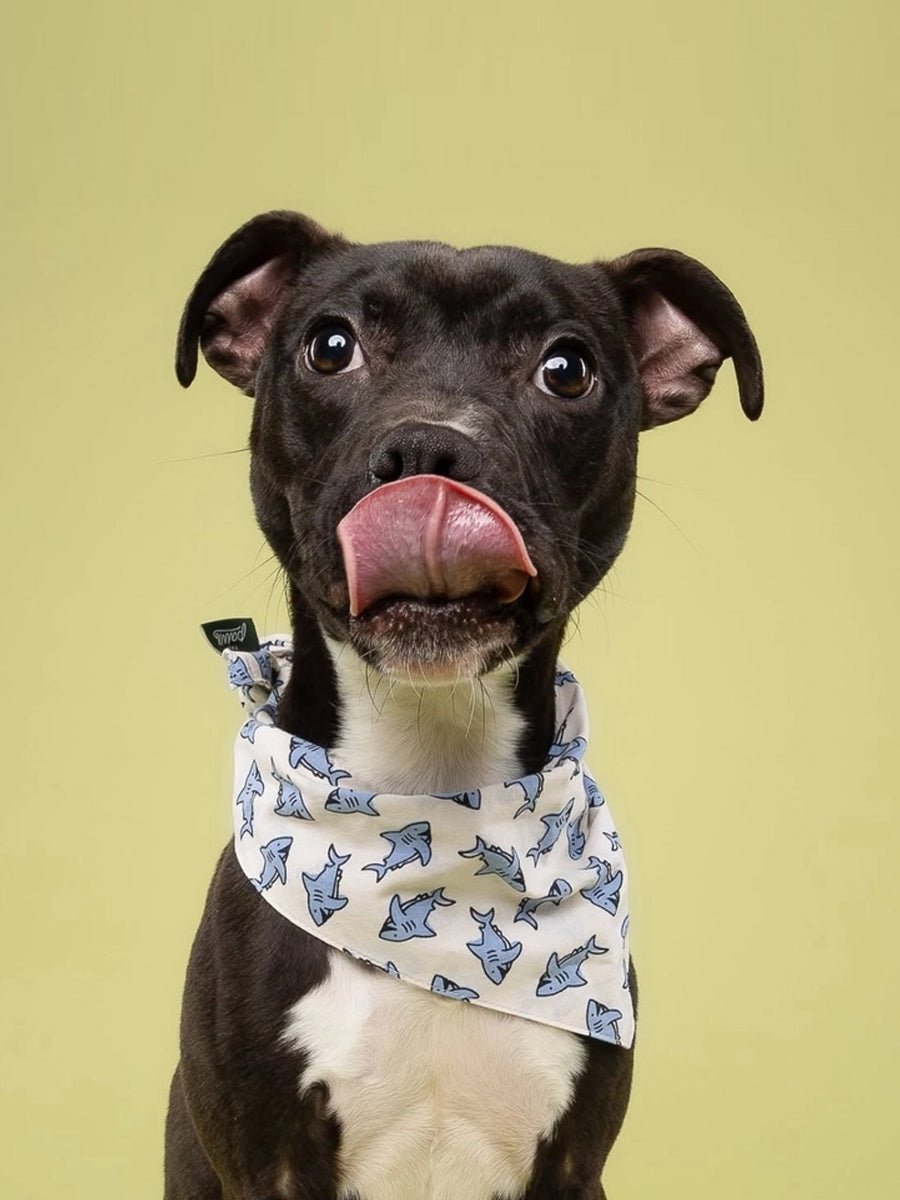 The-Paws-bandana-pour-chien-jawz