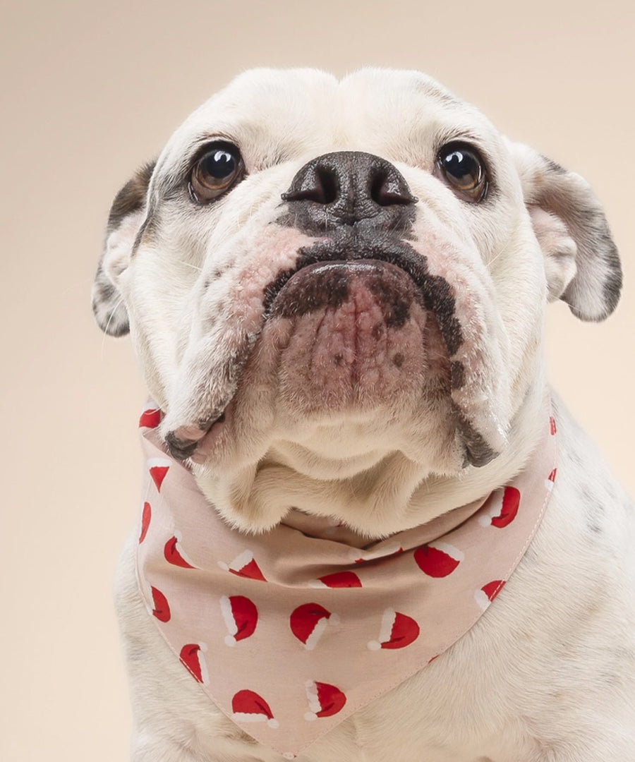 The-Paws-bandana-pour-chien-jolly-chapeau-noel