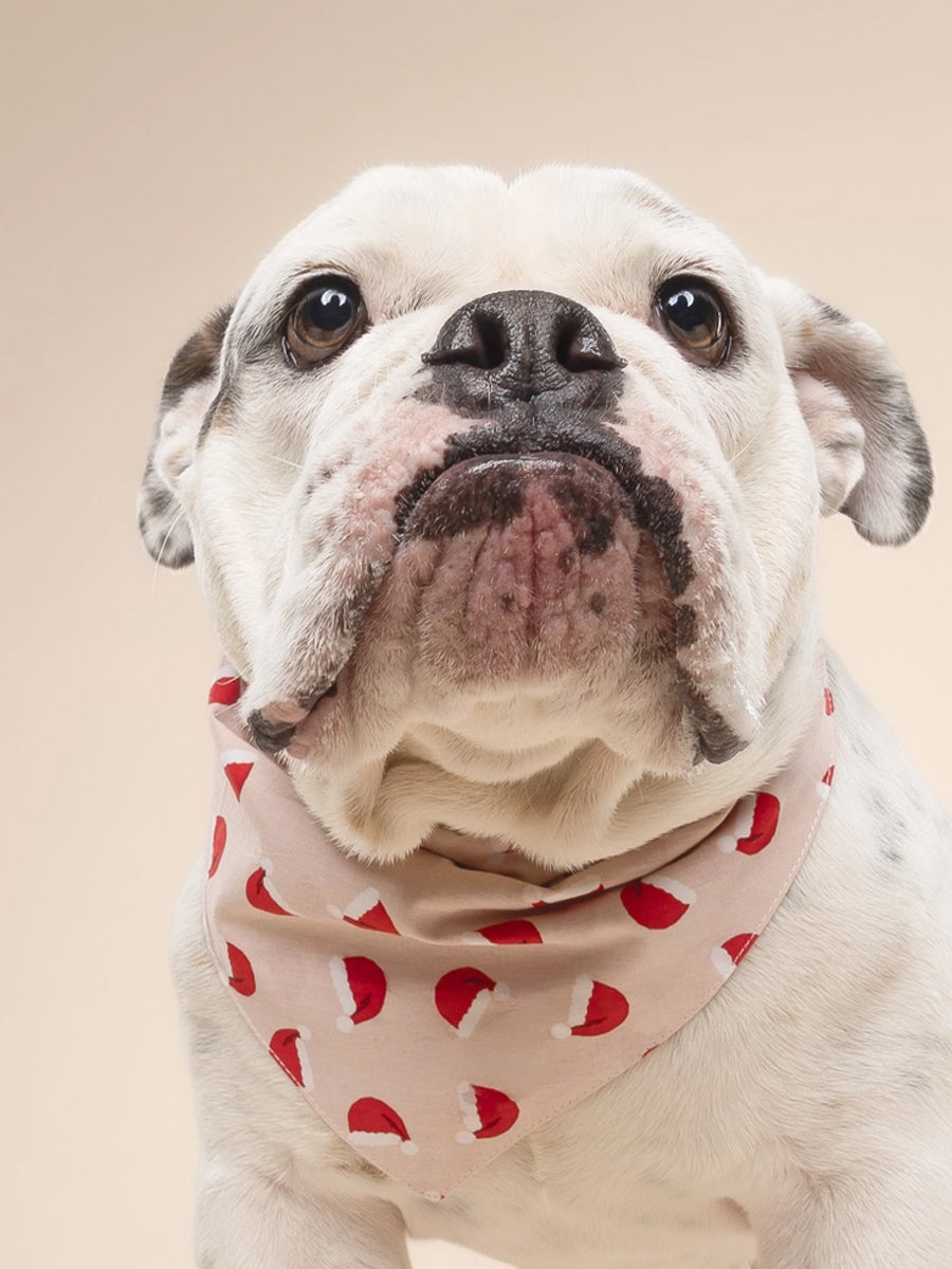 The-Paws-bandana-pour-chien-jolly-chapeau-noel