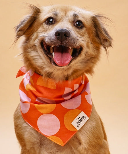      The-Paws-bandana-pour-chien-judy