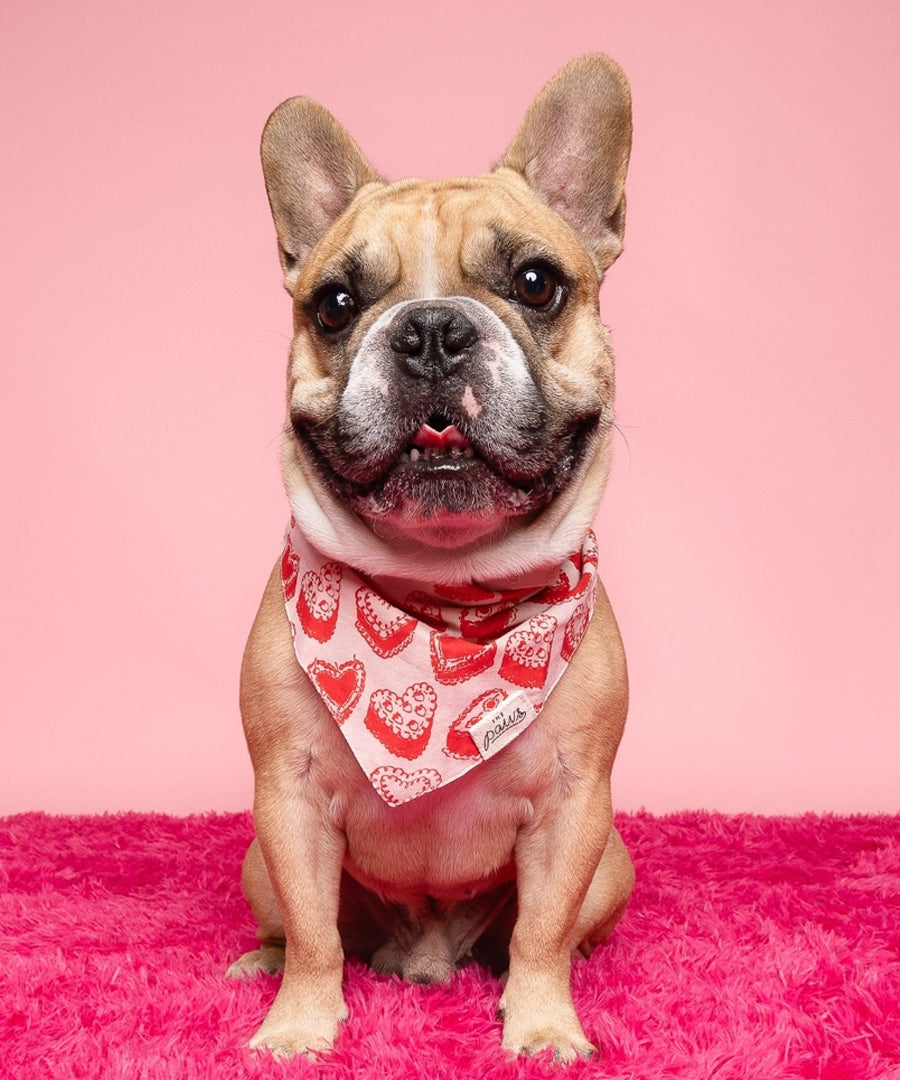 The-Paws-bandana-pour-chien-kate