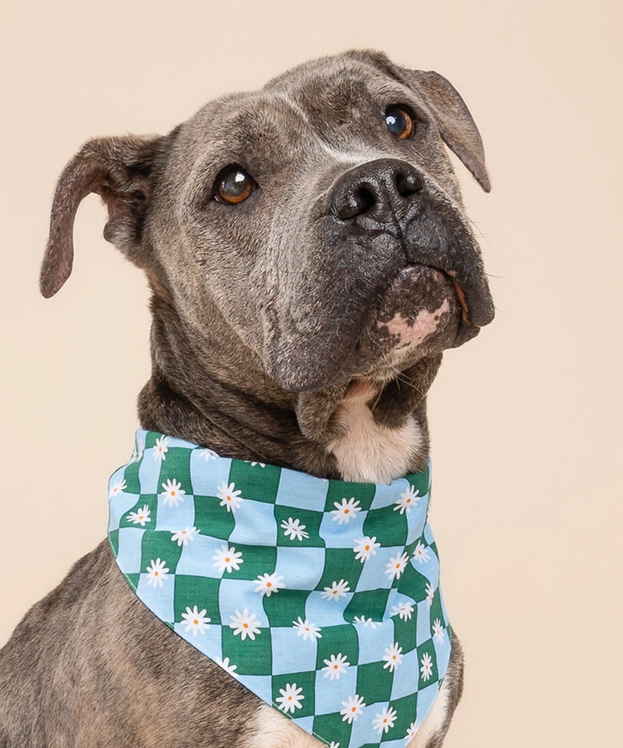 The-Paws-bandana-pour-chien-koa