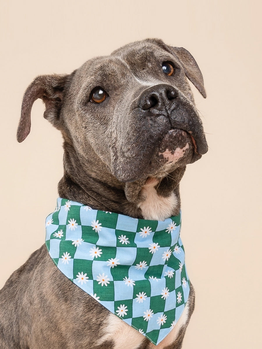 The-Paws-bandana-pour-chien-koa