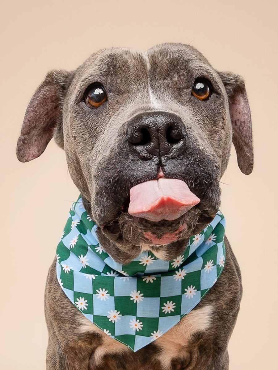 The-Paws-bandana-pour-chien-koa