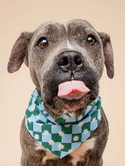The-Paws-bandana-pour-chien-koa