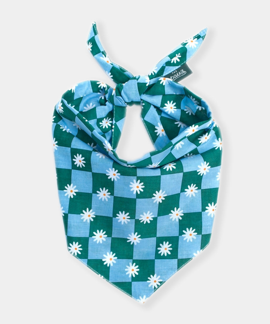 The-Paws-bandana-pour-chien-koa