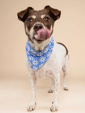 The-Paws-bandana-pour-chien-lyla-fleur-bleu