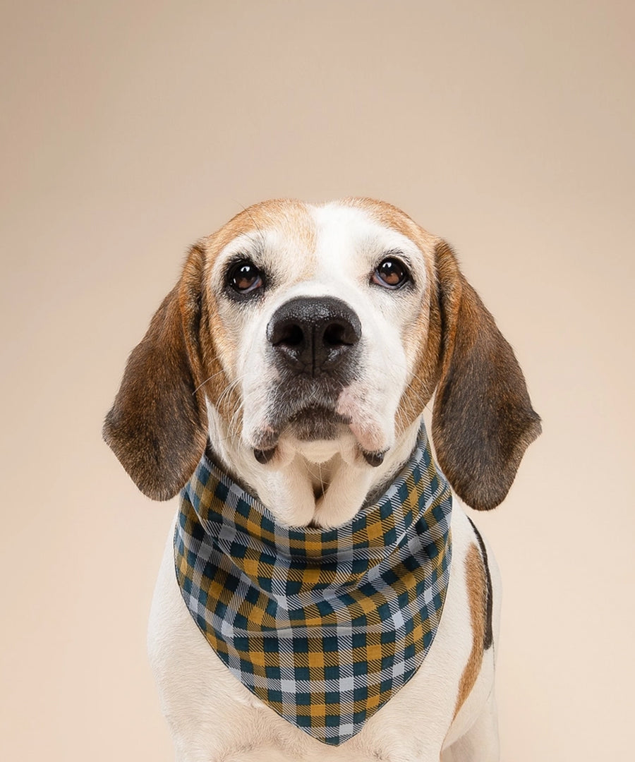 The-Paws-bandana-pour-chien-maple