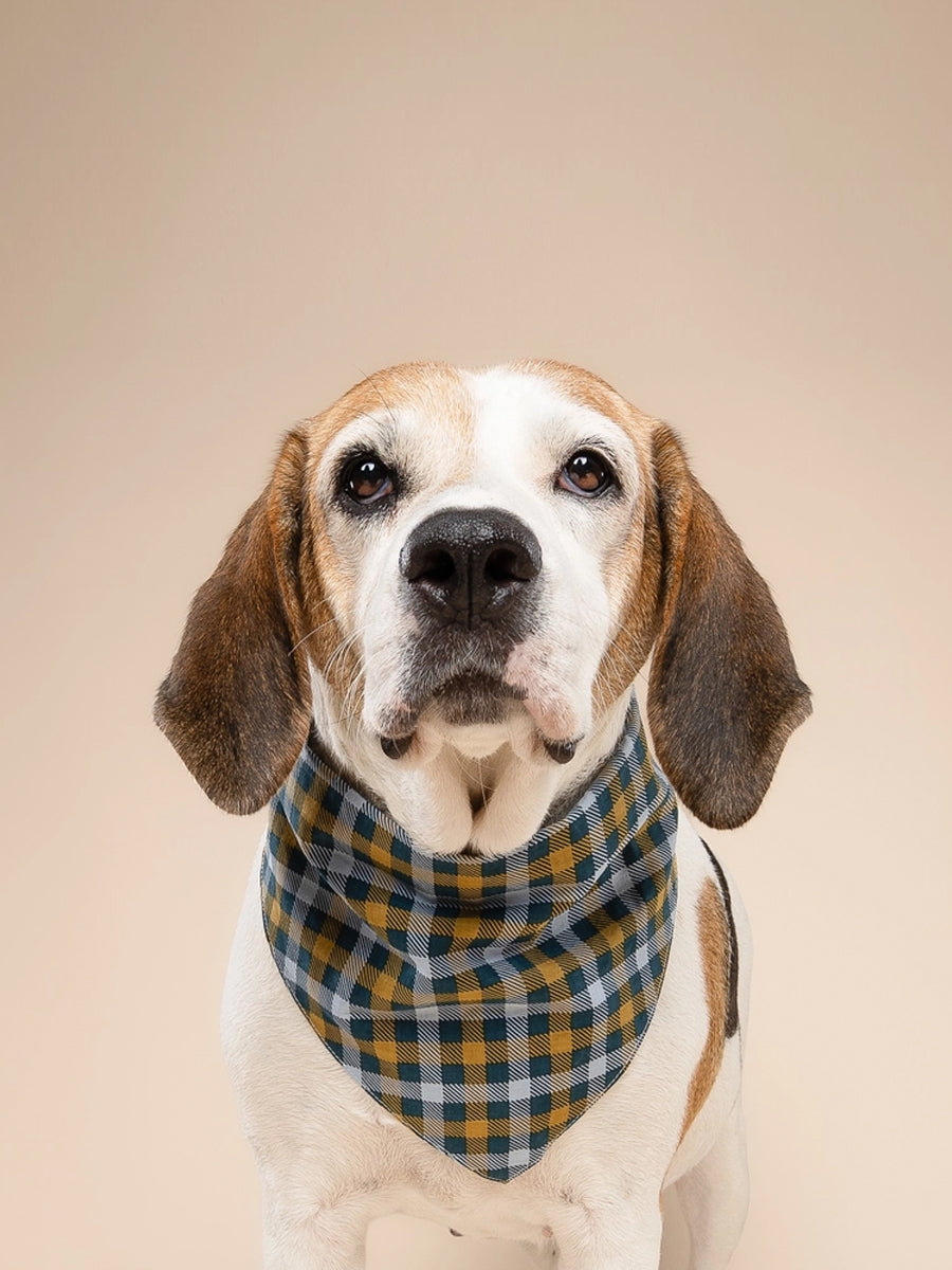 The-Paws-bandana-pour-chien-maple