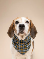 The-Paws-bandana-pour-chien-maple
