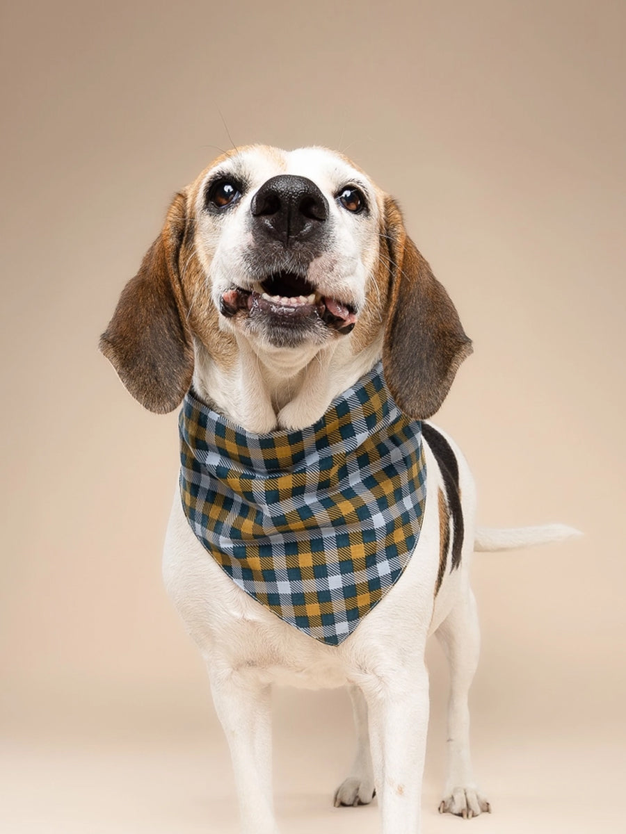 The-Paws-bandana-pour-chien-maple
