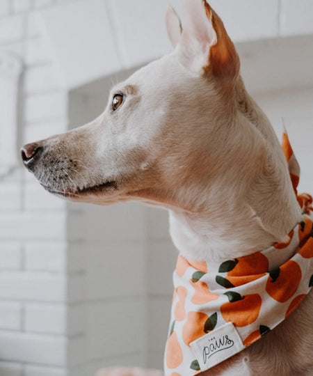 The-Paws-bandana-pour-chien-orange-Fresh-Pick