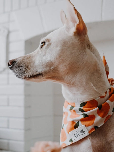 The-Paws-bandana-pour-chien-orange-Fresh-Pick