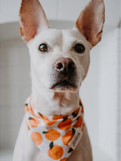     The-Paws-bandana-pour-chien-orange-Fresh-Pick