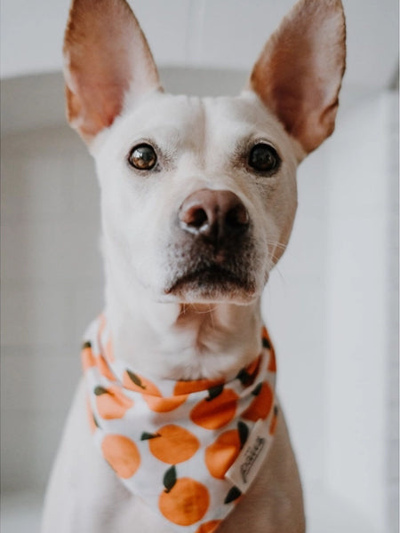     The-Paws-bandana-pour-chien-orange-Fresh-Pick