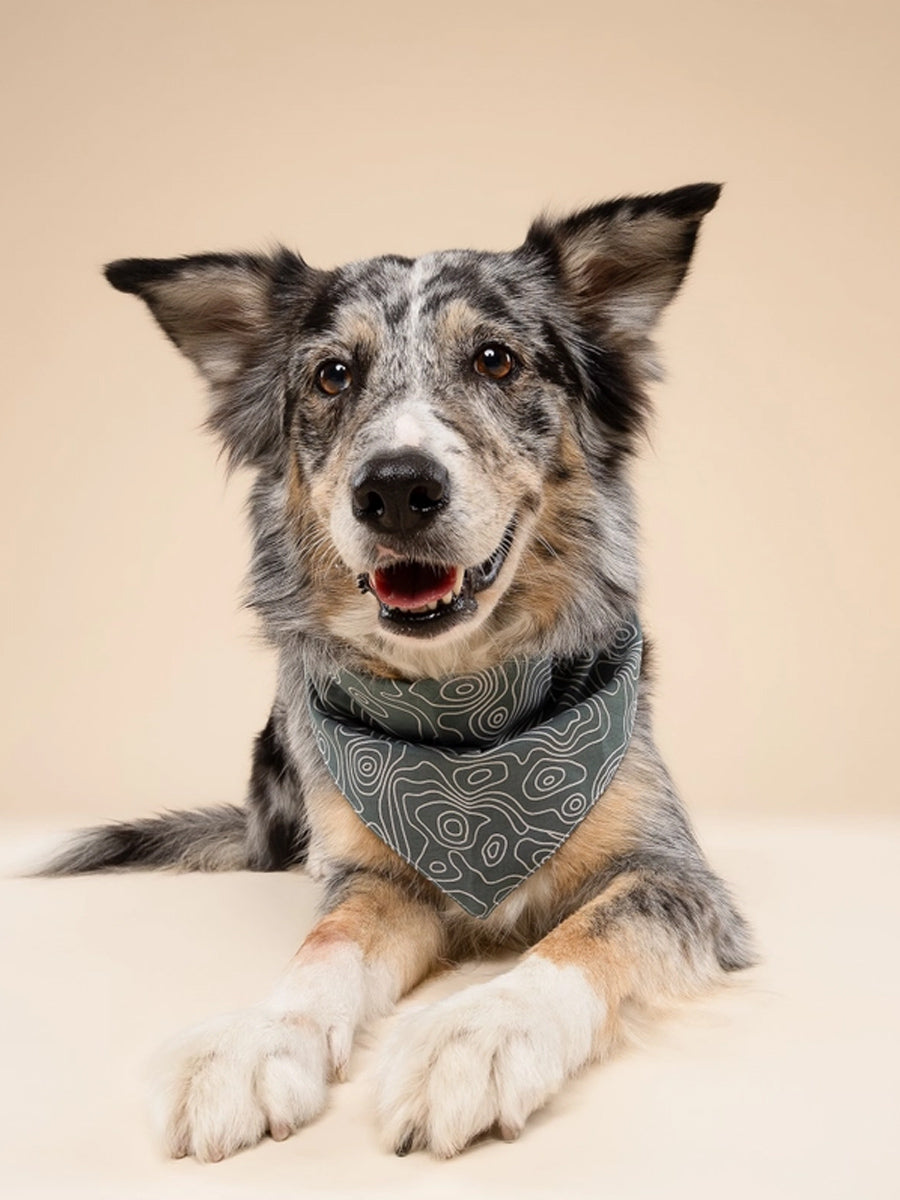 The-Paws-bandana-pour-chien-parks