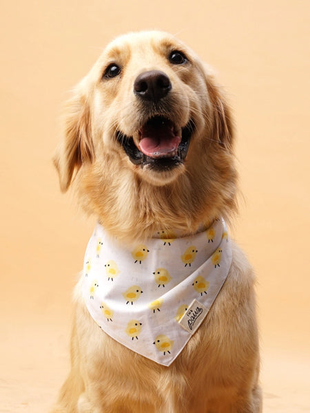     The-Paws-bandana-pour-chien-poussin