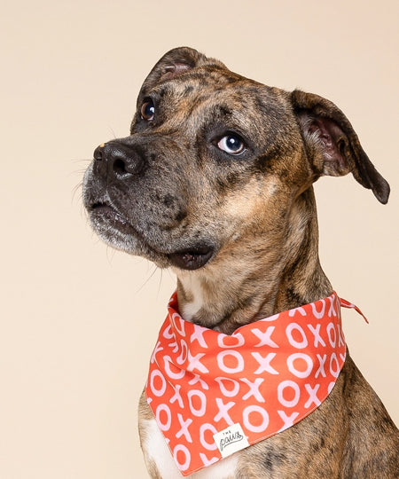 The-Paws-bandana-pour-chien-saint-valentin-xo-xo