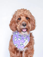        The-Paws-bandana-pour-chien-tete-de-mort-violet