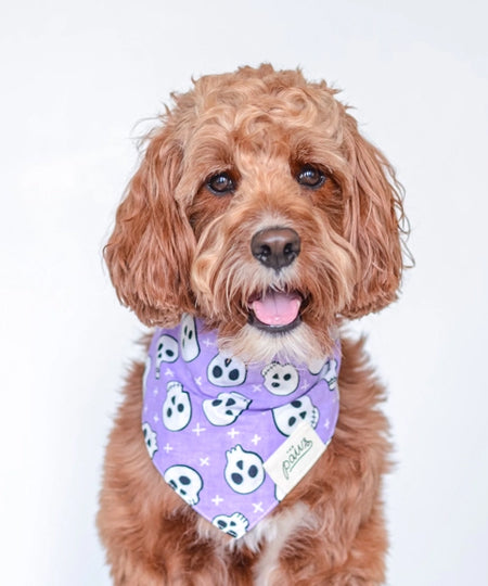        The-Paws-bandana-pour-chien-tete-de-mort-violet