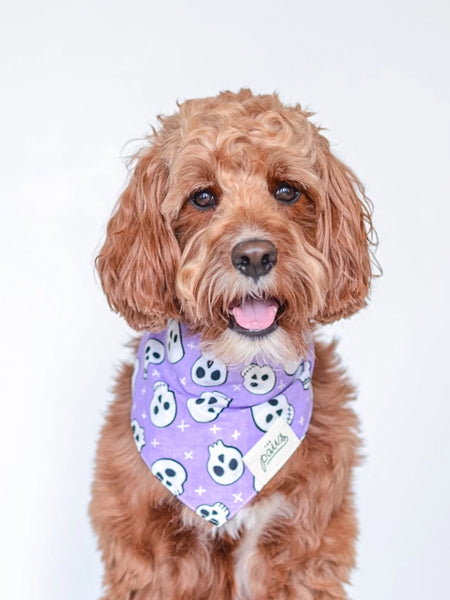        The-Paws-bandana-pour-chien-tete-de-mort-violet